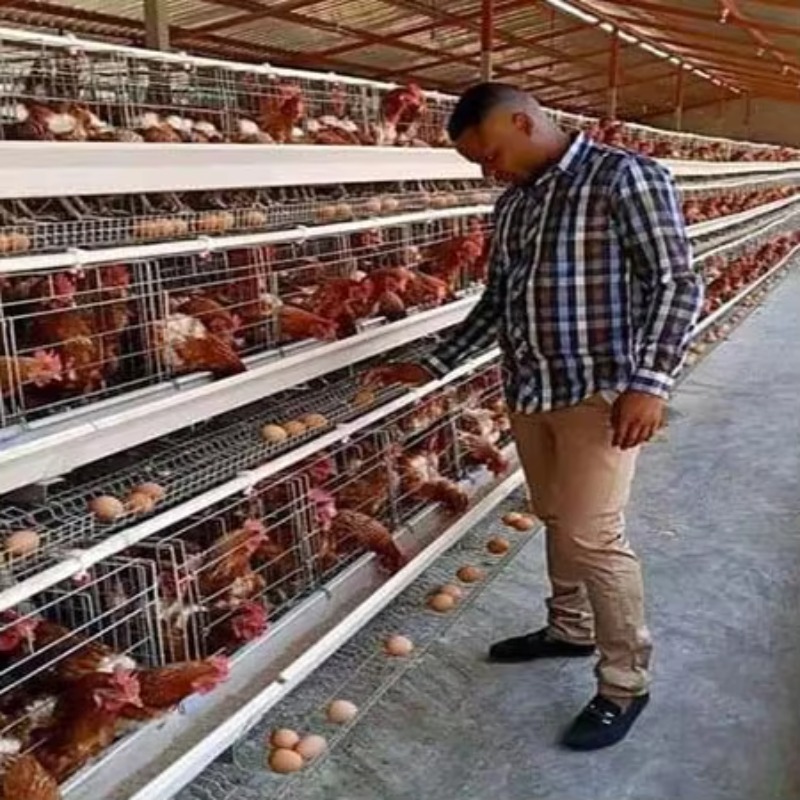 Farming Africa - Prix compétitif Cages et poulaillers pour