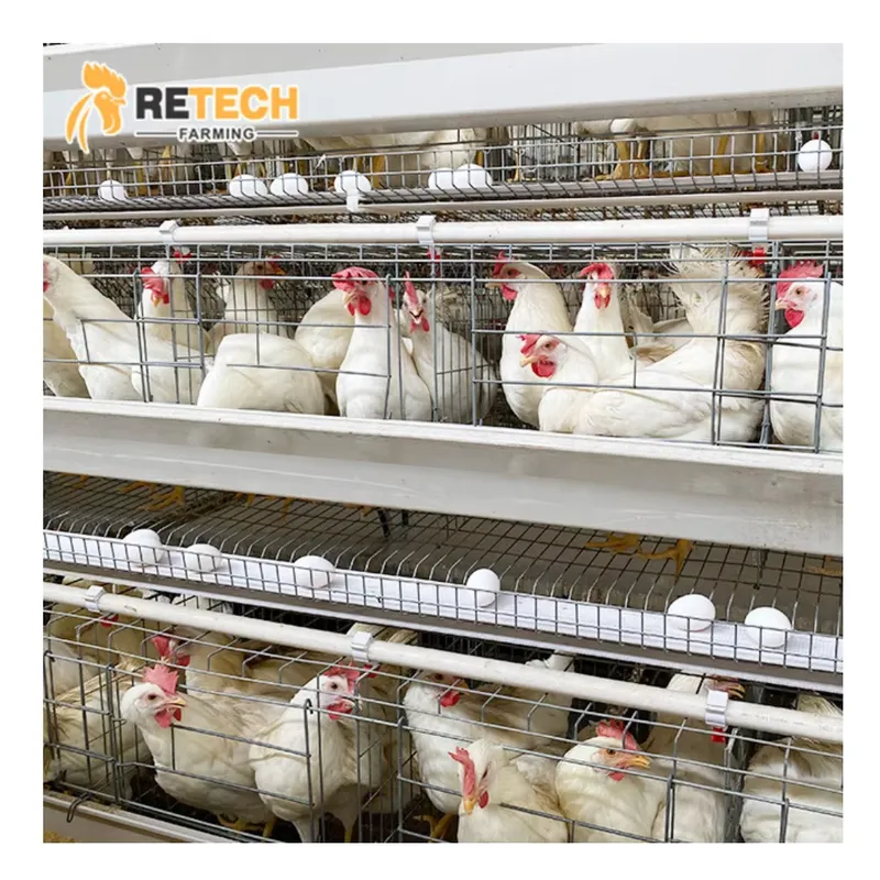 Farming Africa - Cage à poules pondeuses automatique pour