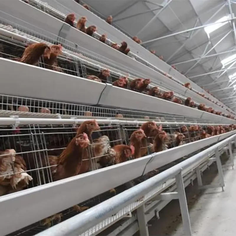 Farming Africa - Cages à poules de type H