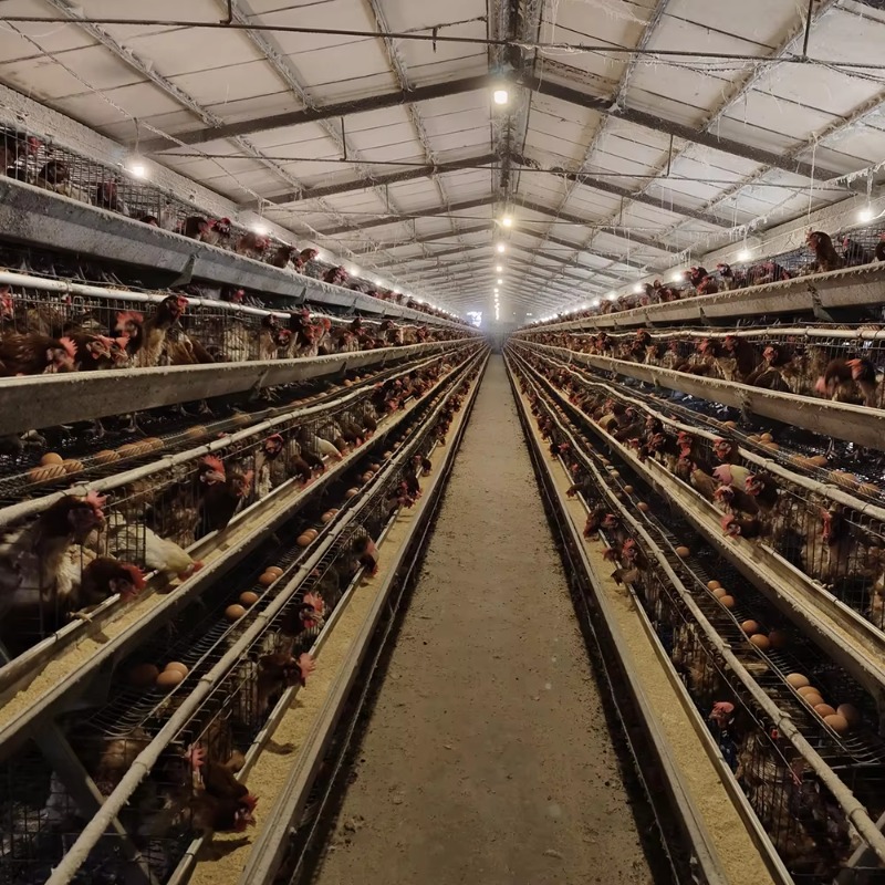 Prix compétitif Cages et poula - Farming Africa avis et prix