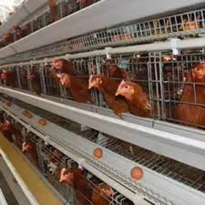   Poulailler New Africa, Cage  - Farming Africa avis et prix