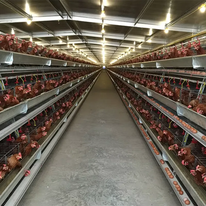 Cages à poules de type H pour  - Farming Africa avis et prix