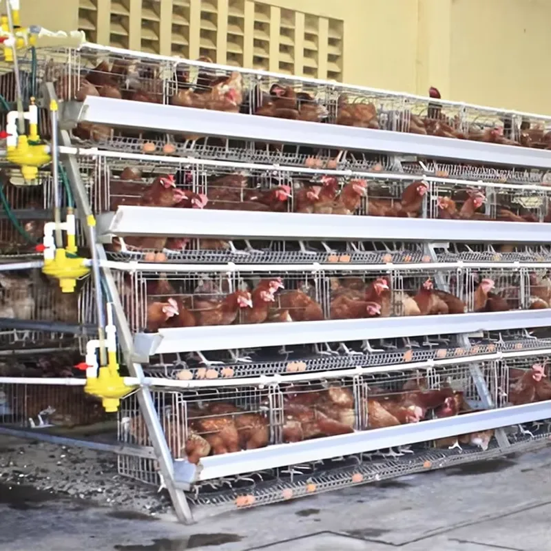 Cages à poules de type H pour  - Farming Africa avis et prix